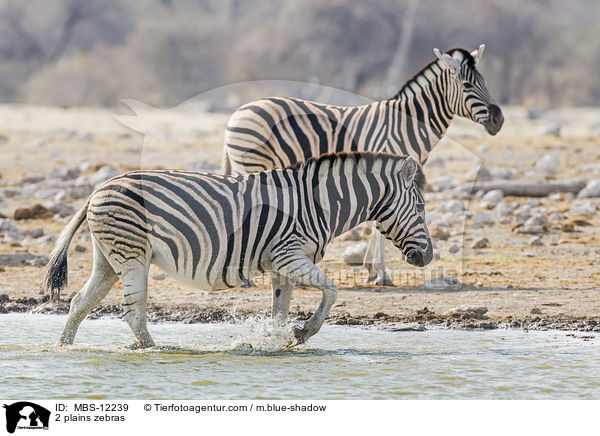 2 plains zebras / MBS-12239