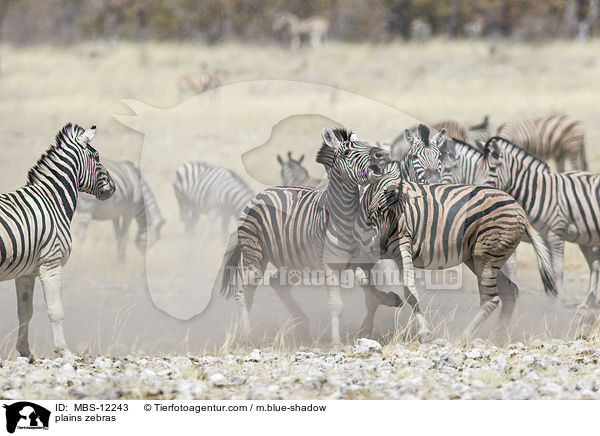 plains zebras / MBS-12243