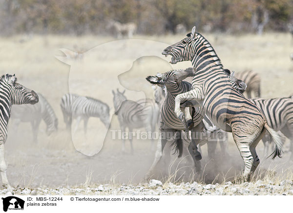 plains zebras / MBS-12244