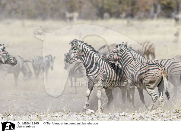 Steppenzebras / plains zebras / MBS-12245