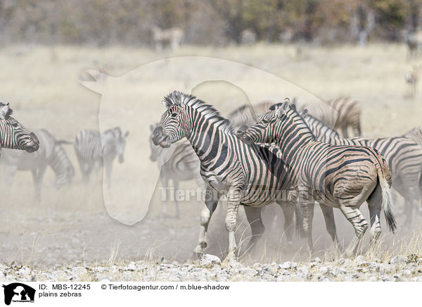 plains zebras / MBS-12245