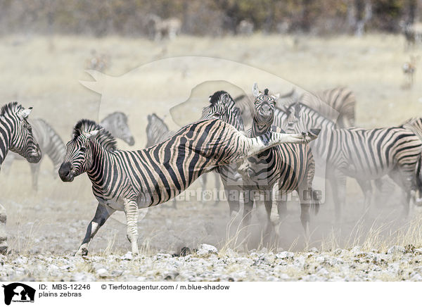 plains zebras / MBS-12246
