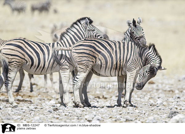 plains zebras / MBS-12247