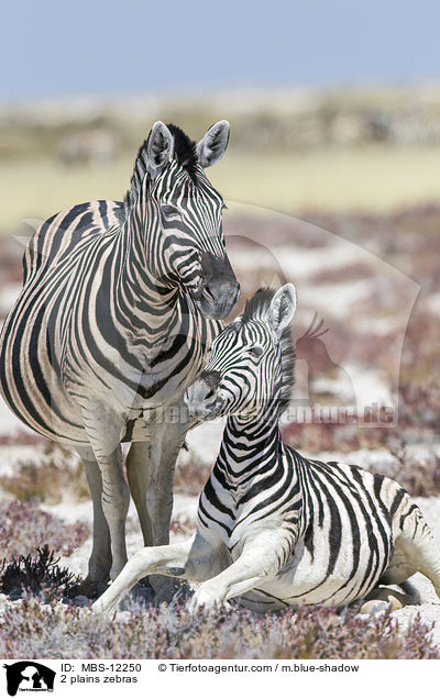 2 Steppenzebras / 2 plains zebras / MBS-12250
