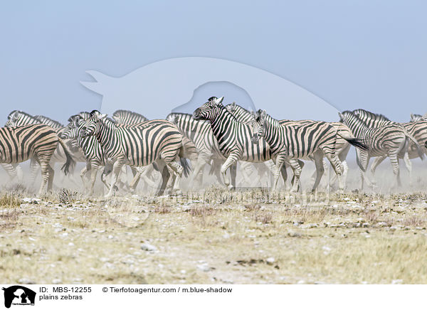 plains zebras / MBS-12255