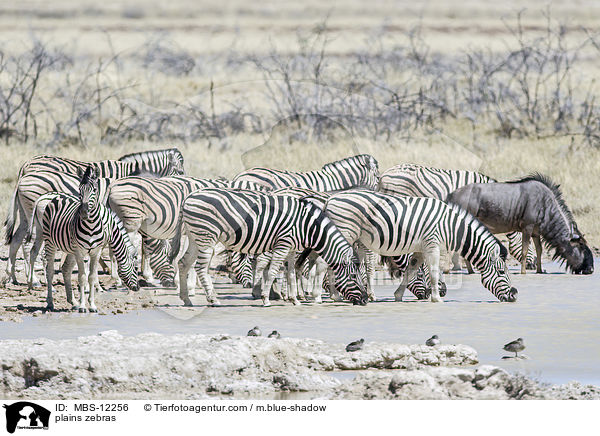 plains zebras / MBS-12256