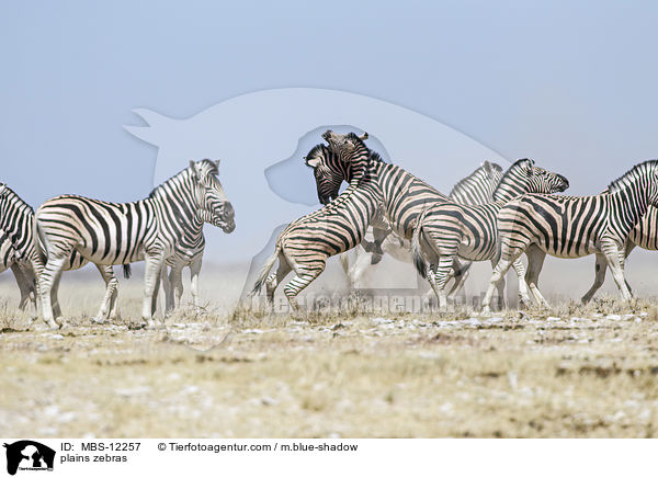 plains zebras / MBS-12257
