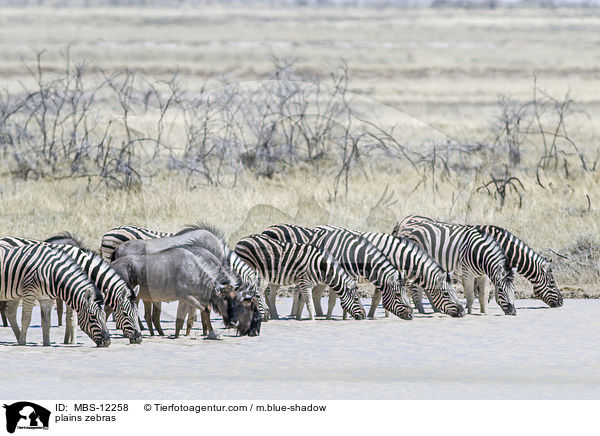 Steppenzebras / plains zebras / MBS-12258