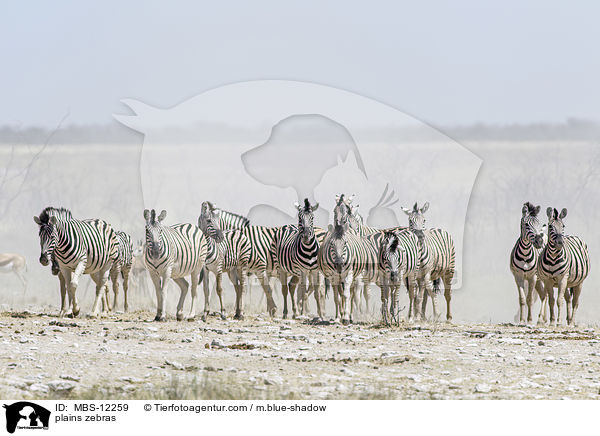 plains zebras / MBS-12259