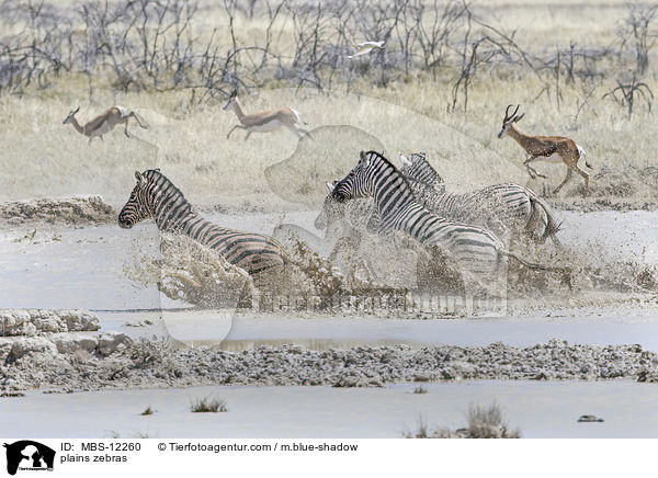 Steppenzebras / plains zebras / MBS-12260