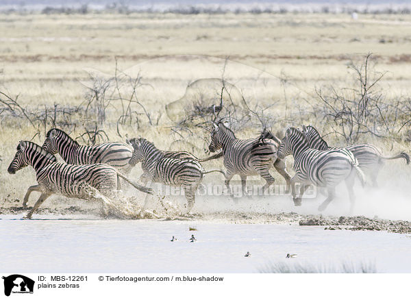 plains zebras / MBS-12261
