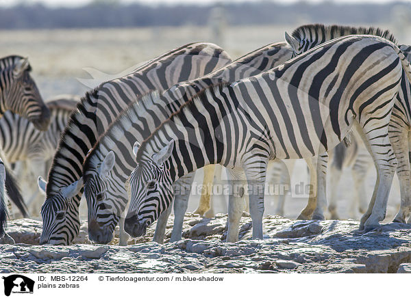 Steppenzebras / plains zebras / MBS-12264