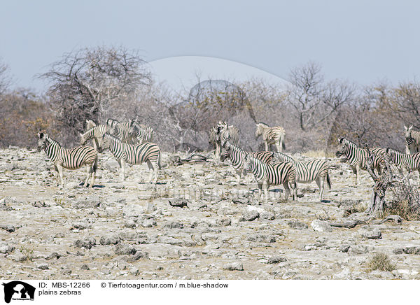 Steppenzebras / plains zebras / MBS-12266