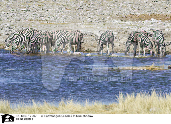 Steppenzebras / plains zebras / MBS-12267