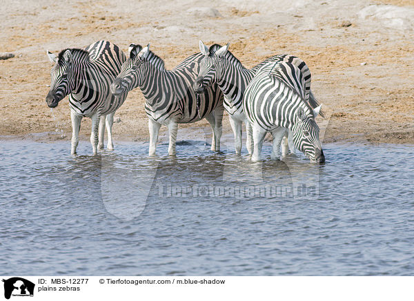 Steppenzebras / plains zebras / MBS-12277