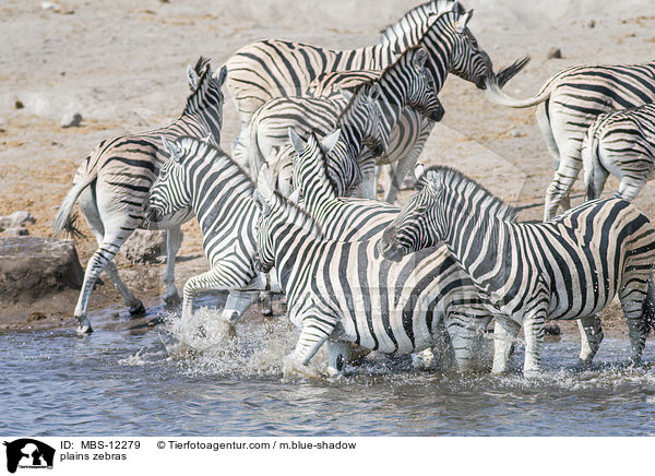 Steppenzebras / plains zebras / MBS-12279