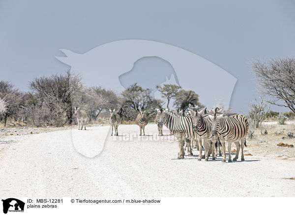 plains zebras / MBS-12281