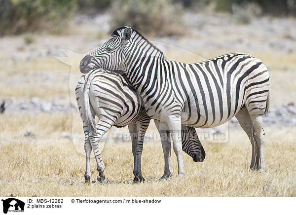 2 Steppenzebras / 2 plains zebras / MBS-12282