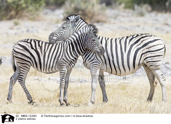 2 plains zebras / MBS-12284