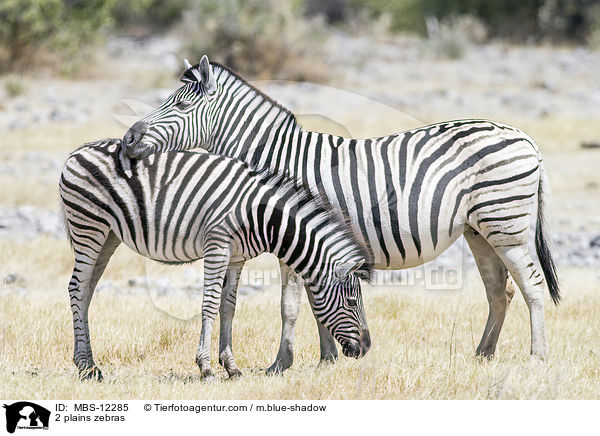 2 plains zebras / MBS-12285