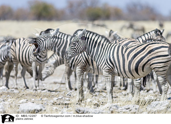 Steppenzebras / plains zebras / MBS-12287