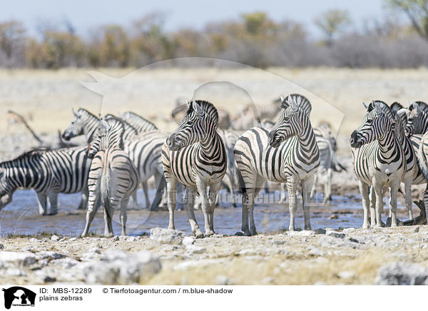 Steppenzebras / plains zebras / MBS-12289