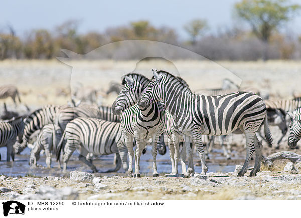 Steppenzebras / plains zebras / MBS-12290