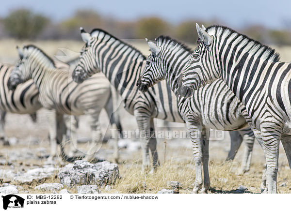 plains zebras / MBS-12292