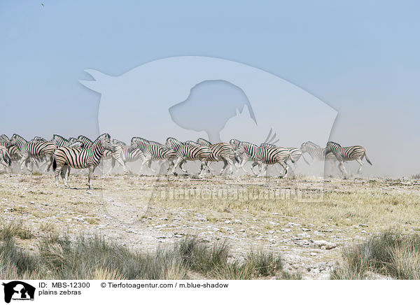 Steppenzebras / plains zebras / MBS-12300