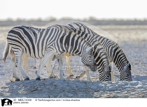 Steppenzebras / plains zebras / MBS-12308