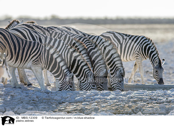 plains zebras / MBS-12309