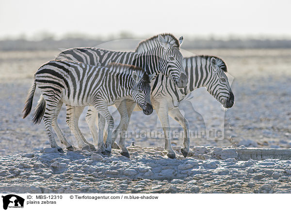 Steppenzebras / plains zebras / MBS-12310
