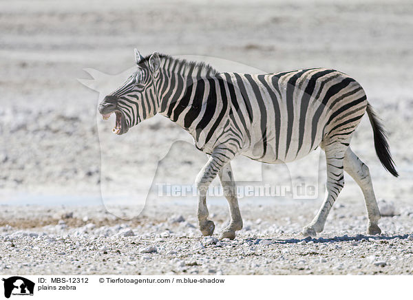 plains zebra / MBS-12312