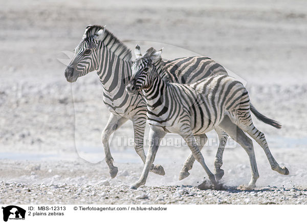 2 plains zebras / MBS-12313