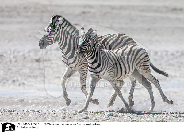2 Steppenzebras / 2 plains zebras / MBS-12313