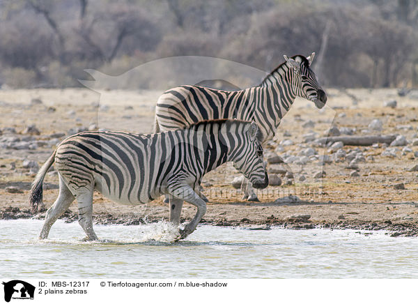 2 Steppenzebras / 2 plains zebras / MBS-12317