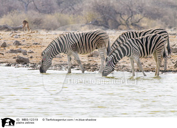 Steppenzebras / plains zebras / MBS-12319