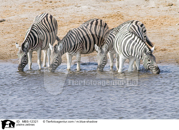 Steppenzebras / plains zebras / MBS-12321
