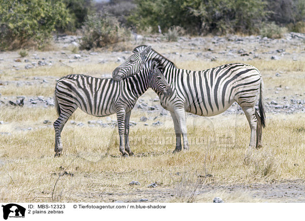 2 Steppenzebras / 2 plains zebras / MBS-12323