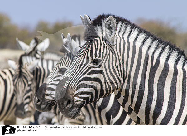 Steppenzebras / plains zebras / MBS-12327
