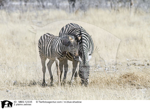 2 plains zebras / MBS-12335