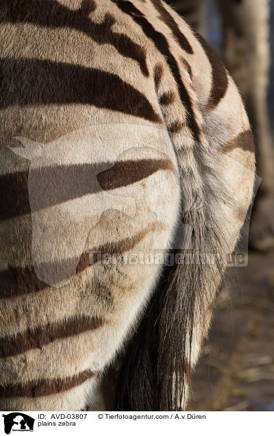 Steppenzebra / plains zebra / AVD-03807