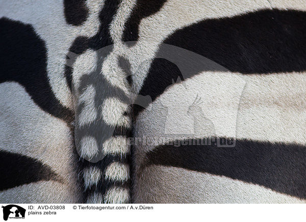 Steppenzebra / plains zebra / AVD-03808