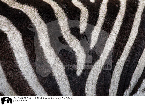 plains zebra / AVD-03810