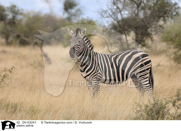 plains zebra / DV-03241