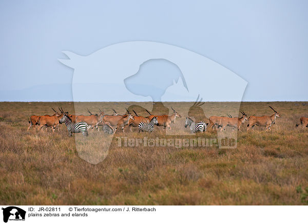 Steppenzebras und Elenantilopen / plains zebras and elands / JR-02811