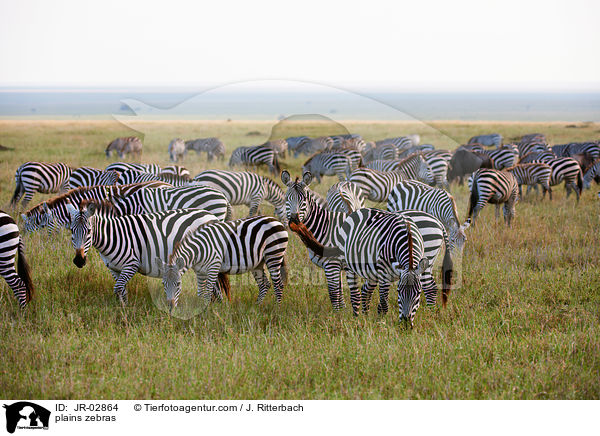 Steppenzebras / plains zebras / JR-02864