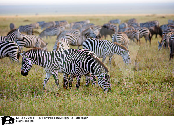 Steppenzebras / plains zebras / JR-02865