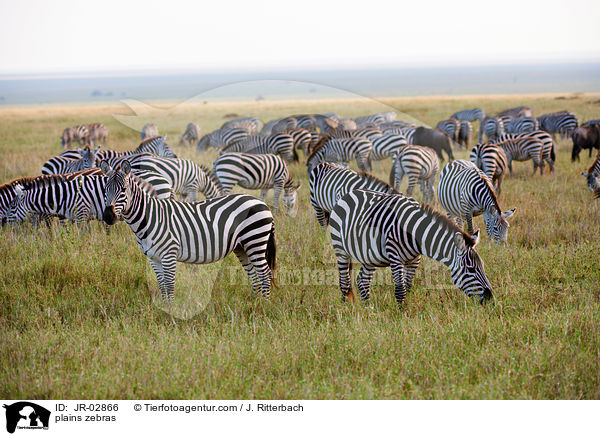 Steppenzebras / plains zebras / JR-02866