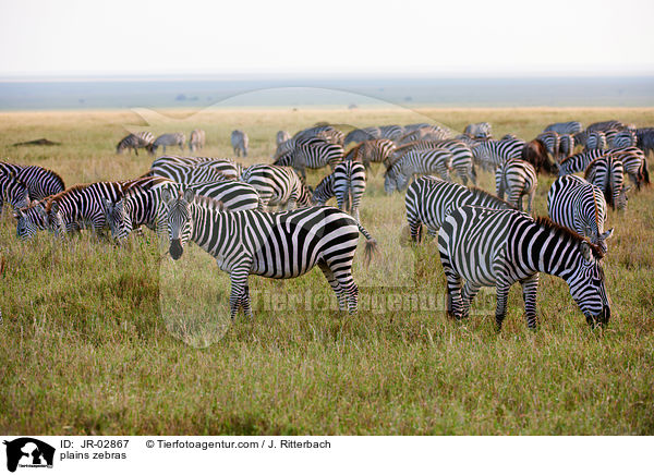 plains zebras / JR-02867